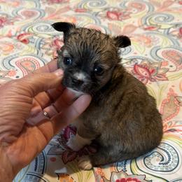 Kevin - Black sabled silver male Chihuahua puppy in Seneca, Missouri from Stephanie’s Puppy Colony