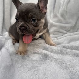 French Bulldog Puppies from Kehaulani Crittle