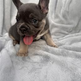 French Bulldog Puppies from Kehaulani Crittle