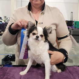 Shiny - Chihuahua