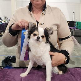 Shiny - Chihuahua