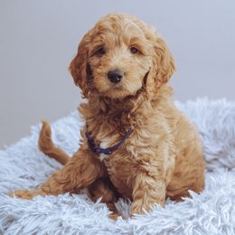 Goldendoodle Puppies from Abner Creek Doodles
