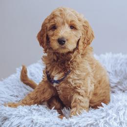 Goldendoodle Puppies from Abner Creek Doodles