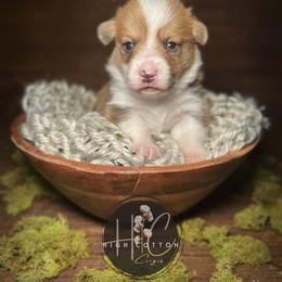 Braford - Red male Pembroke Welsh Corgi puppy in Benton, Arkansas from High Cotton Corgis