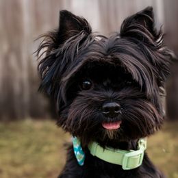 Biewer Terriers and Yorkshire Terriers from BiewerHeart Yorkies