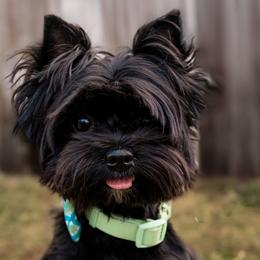 Biewer Terriers and Yorkshire Terriers from BiewerHeart Yorkies