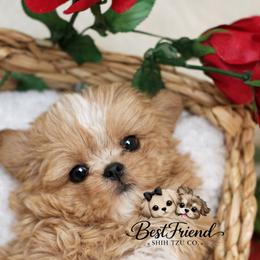 Shih Tzu puppies from Best Friend Shih Tzu Co.