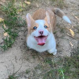 Crimson-Merle - Red merle and white female American Corgi puppy in Hope, Arkansas from Foxy Knoll Farm