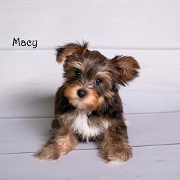 Yorkshire Terrier Puppies from Our Yorkie Corner