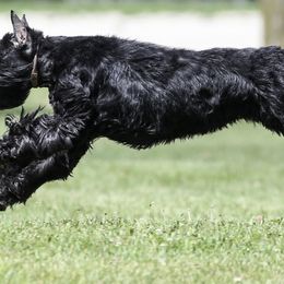 Airedale Terrier and Giant Schnauzer All Grown Up from Tailwind Kennel