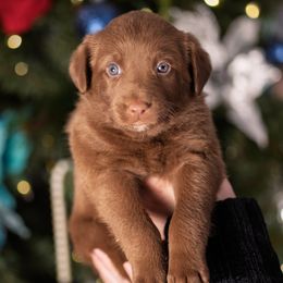 Orange Collar - Red & white male Australian Shepherd puppy in Lilburn, Georgia from Criollo Australian Shepherds