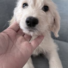 Goldendoodle, Golden Retriever, Poodle, and Shih Tzu Puppies from Platinum Paws Puppies