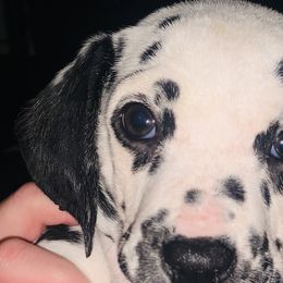 Dark blue collar boy - White and black Dalmatian puppy in Waterloo, Iowa from Daisy's Dalmatians