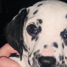 Dark blue collar boy - White and black Dalmatian puppy in Waterloo, Iowa from Daisy's Dalmatians