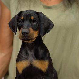 Red collar - Black and rust male Doberman Pinscher puppy in Santa Clarita, California from Riviera Dobermans