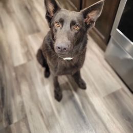 Vega - German Shepherd