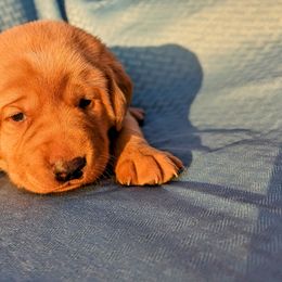 Dilute Retriever and Labrador Retriever Puppies from LC Hunting Labs, LLC.