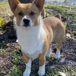 Pembroke Welsh Corgis from Nauti Corgi’s