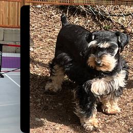 Anastasia - Black female Miniature Schnauzer puppy in Port Orchard, Washington from Silver Bells Miniature Schnauzers