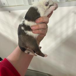 Orange - White and sable merle male Shetland Sheepdog puppy in Fontanelle, Iowa from Jensen Farms Shelties