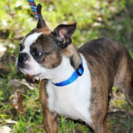 Boston Terriers, Olde English Bulldogges, and Pembroke Welsh Corgis from Smiths Companions