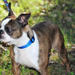 Boston Terriers, Olde English Bulldogges, and Pembroke Welsh Corgis from Smiths Companions