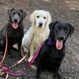 Dilute Retrievers from Ak Fetchin Labs