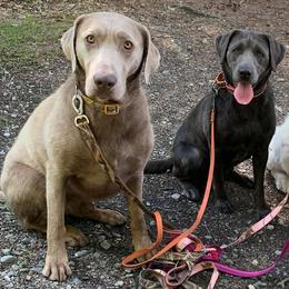 Dilute Retrievers from Ak Fetchin Labs