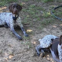 German Shorthaired Pointers from Peach pointers