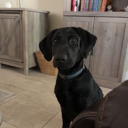 Labrador Retriever All Grown Up from Daylin’s Doodles & Labradors