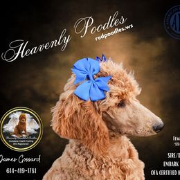 Poodle Puppies from Heavenly Poodles
