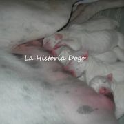 Dogo Argentino Puppies from La Historia Dogo