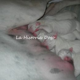 Dogo Argentino Puppies from La Historia Dogo