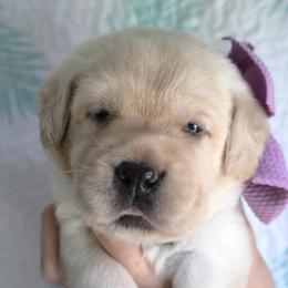 Lucky - Yellow female Labrador Retriever puppy in Dunnellon, Texas from Belle Rose Labradors