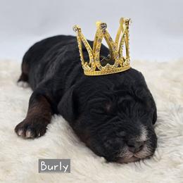 Burly - Tri-color male Bernedoodle puppy in Neillsville, Wisconsin from Granton Creek