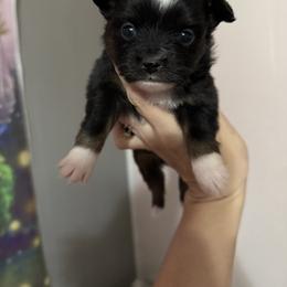 Linda - Black tri female Toy Australian Shepherd puppy in Mount Airy, Georgia from North Georgia Gems