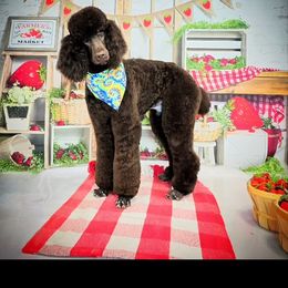 Dad Chocolate poodle - Poodle