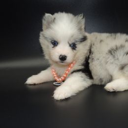 Pomsky and Siberian Husky Puppies from Beastly Beauties Huskies & Pomskies