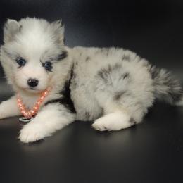 Pomsky and Siberian Husky Puppies from Beastly Beauties Huskies & Pomskies