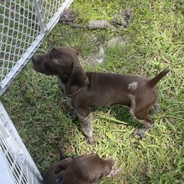 Hank - German Shorthaired Pointer puppy in Lakeland, Florida from Walker’s German Shorthaired Pointers