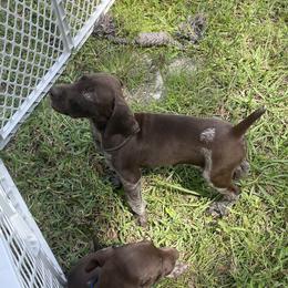 Hank - German Shorthaired Pointer puppy in Lakeland, Florida from Walker’s German Shorthaired Pointers