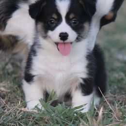 American Corgi, French Bulldog, and Pembroke Welsh Corgi Puppies from Moonstone Corgis & Frenchies