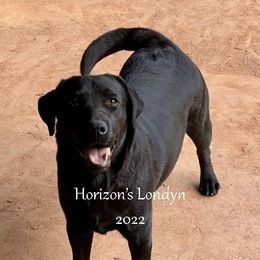 LONDYN - Labrador Retriever