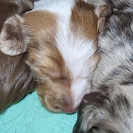 Dachshund Puppies from Little Long & Lovely Dachshunds