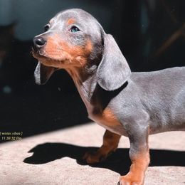 Dachshunds from J&H southern Mini Dachshunds