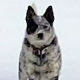 Taos - Australian Cattle Dog