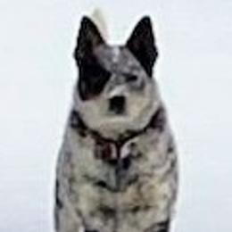Taos - Australian Cattle Dog