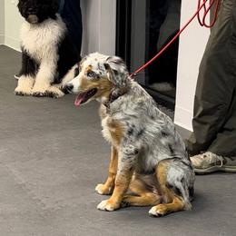 Australian Shepherd Puppies from Twist'n Tops Farm & Kennel