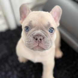 Gus - Fawn male French Bulldog puppy in League City, Texas from Baby Bear Frenchies