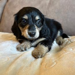 Sage's girl - black and cream - Black and cream female Dachshund puppy in Jonesboro, Illinois from Twin Hills Dachshunds